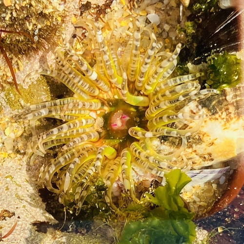 Photo of Gem anemone (Bunodactis verrucosa)