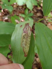 Synchysa tricincta