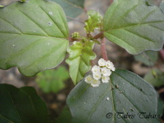Boerhavia erecta