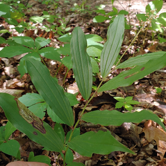 Synchysa tricincta