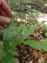 Synchysa tricincta