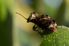 Trichodesma cristata