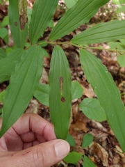 Synchysa tricincta