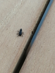 Harmonia axyridis