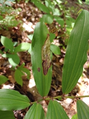 Synchysa tricincta