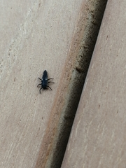 Harmonia axyridis
