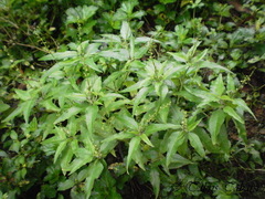 Magnoliopsida