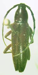 Stenosphenus rufipes
