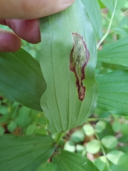 Synchysa tricincta