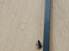 Harmonia axyridis