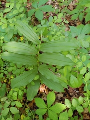 Synchysa tricincta