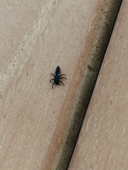 Harmonia axyridis