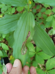 Synchysa tricincta