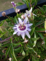 Passiflora caerulea