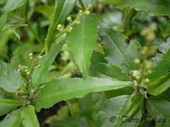 Magnoliopsida