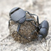 Escarabajos Estercoleros - Photo (c) Donna Pomeroy, algunos derechos reservados (CC BY-NC), subido por Donna Pomeroy