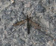 Nephrotoma pratensis