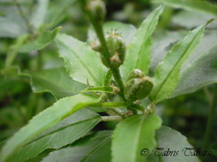 Magnoliopsida