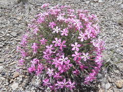 Phlox stansburyi