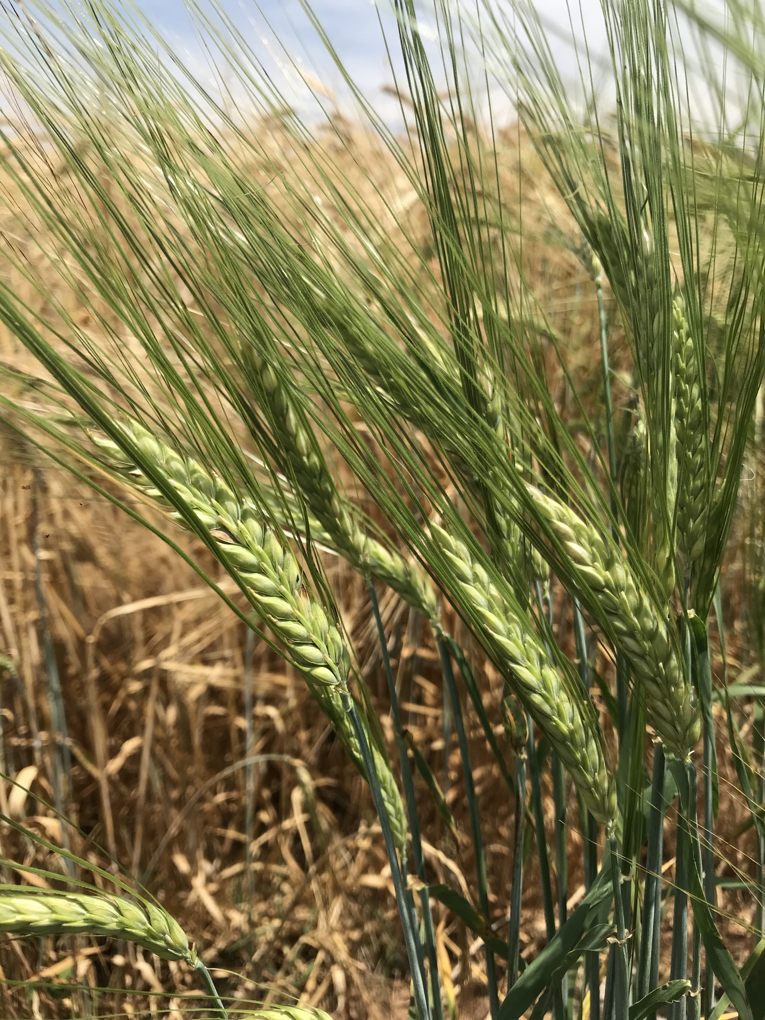 Hordeum vulgare