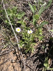 Erigeron bellidiastrum