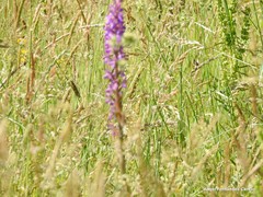 Dactylorhiza elata