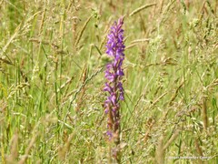 Dactylorhiza elata