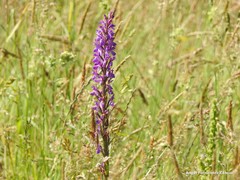 Dactylorhiza elata