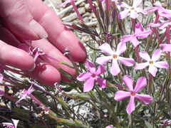 Phlox stansburyi