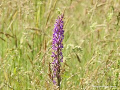 Dactylorhiza elata
