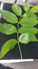 Fraxinus quadrangulata