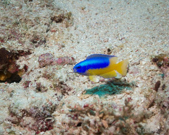 Pomacentrus auriventris