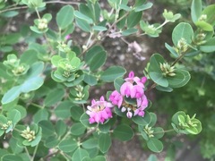 Lespedeza cyrtobotrya