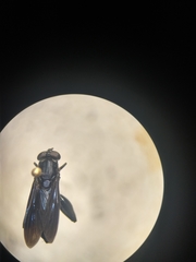 Chalcosyrphus chalybeus