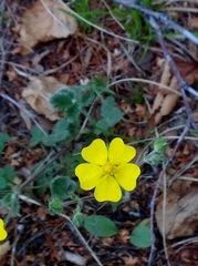 Potentilla evestita