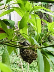 Vireonidae