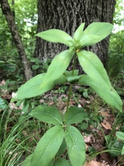 Lysimachia quadrifolia