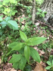 Lysimachia quadrifolia