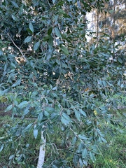 Syzygium guineense