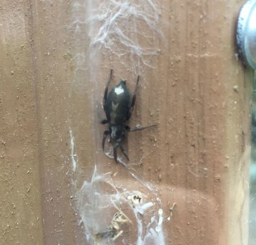 Eastern Parson Spider, Nepean, Ottawa, ON, Canada, photo 7 of 10