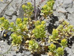 Lepidium flavum