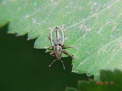 Polydrusus impar