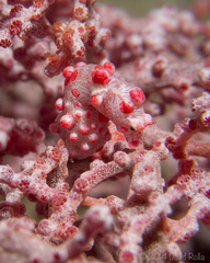 Hippocampus bargibanti