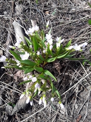Claytonia lanceolata