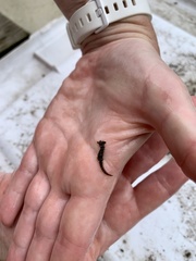 Hippocampus zosterae