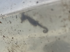 Hippocampus zosterae