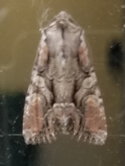 Lacanobia subjuncta