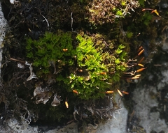 Encalypta trachymitria