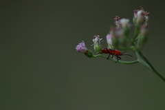Spilostethus hospes