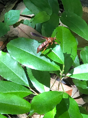 Vitacea polistiformis